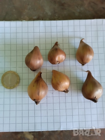 Ирис White van Vliet , снимка 9 - Градински цветя и растения - 51754895