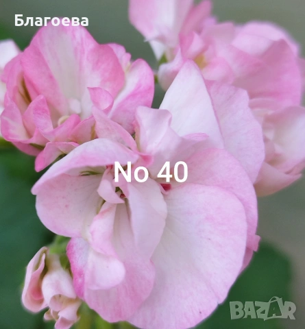 Комплект вкоренени резници Мушкато 5 бр - 5 цвята , снимка 5 - Стайни растения - 46905641