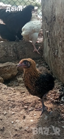 пилета на различна възраст , снимка 2 - Кокошки и пуйки - 53732725