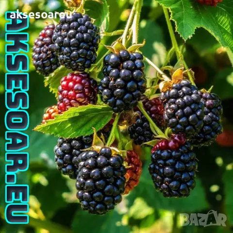 Висококачествени нови семена от хранителна Къпина без бодли Rubus rusticanus 50+ семена антиоксидант, снимка 7 - Сортови семена и луковици - 49258762