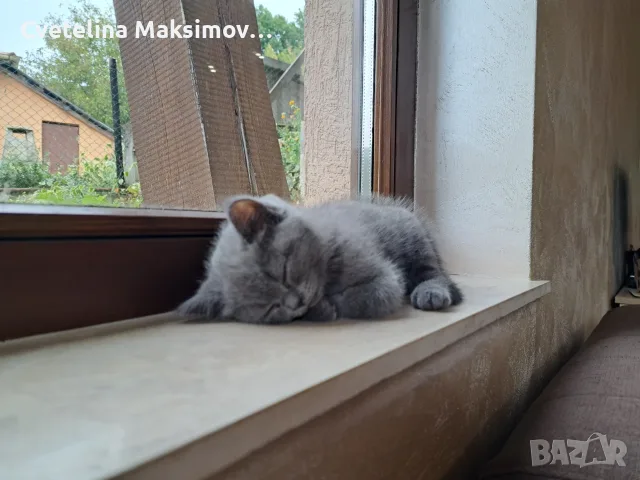 Британска късокосместа, снимка 2 - Британска късокосместа - 55843612