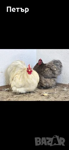мини кохин петлета и кокошки