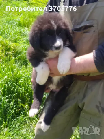 Каракачански кутраци, снимка 2 - Каракачанска овчарка - 49937653