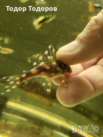 L201 контраденс, снимка 5 - Рибки - 53702031