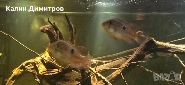 Geophagus Brasilensis , снимка 9 - Рибки - 53640965