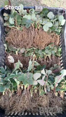 Разсад ягоди , снимка 2 - Сортови семена и луковици - 49731907