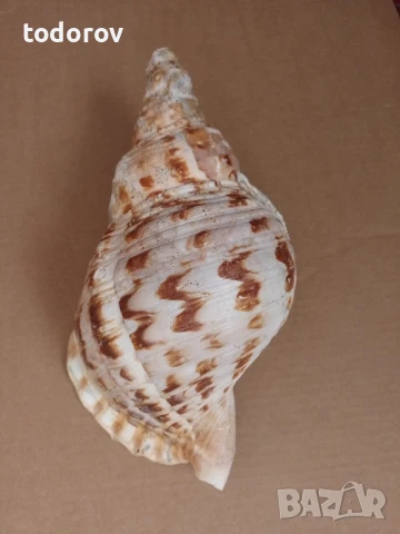 Раковина , снимка 3 - Декорация за дома - 50679806