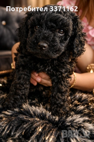 Той пуделче, снимка 3 - Пудели - 53753352