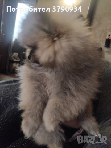 Померан момче, снимка 2 - Померан - 52897989