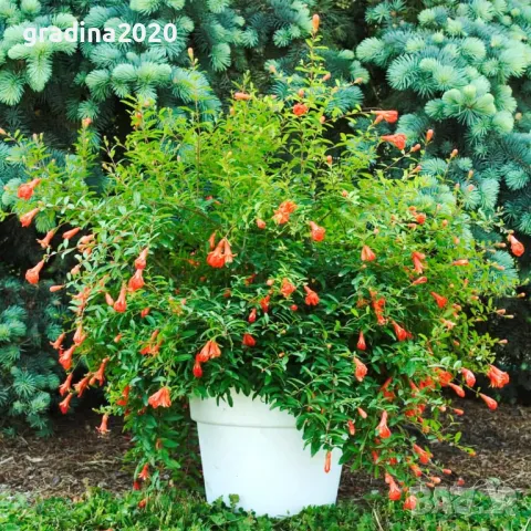 Мини НАР - Punica Granatum Nana, снимка 5 - Разсади - 47709257