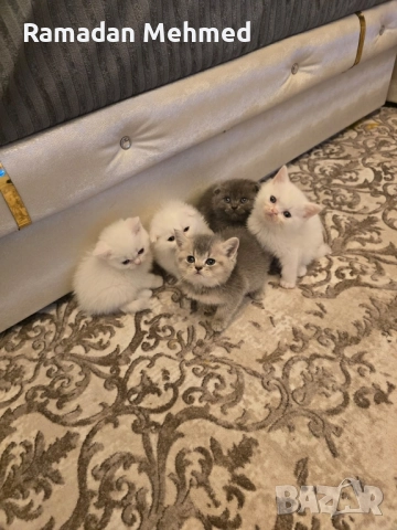 Шотлански и британски котенца момичета и момчета, снимка 1