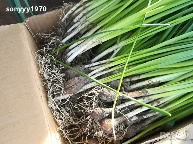 ГРЪМ ОТ НАРЦИСИ 25БР С ЛУКОВИЦИ 1504250637, снимка 15 - Градински цветя и растения - 49899615