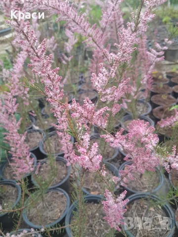 Тамарекс, снимка 1