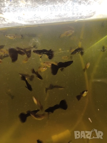 Бети, данио, гупи, снимка 2 - Рибки - 52091961