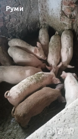 Продавам прасенца, снимка 5 - Прасета - 52672895