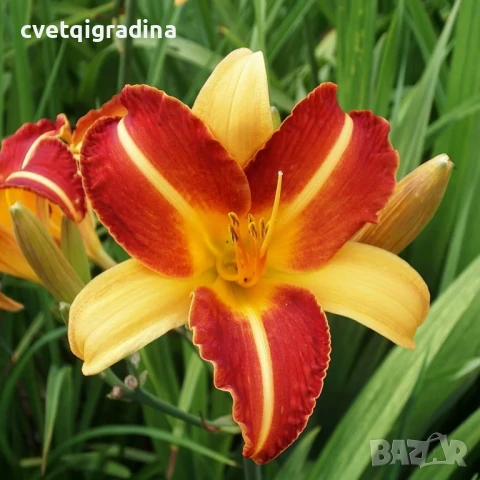 Hemerocallis Frans Hals (Хемерокалис Франс Халс), снимка 1