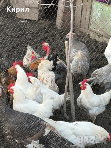 Пуйки и петли , снимка 5 - Кокошки и пуйки - 53321797