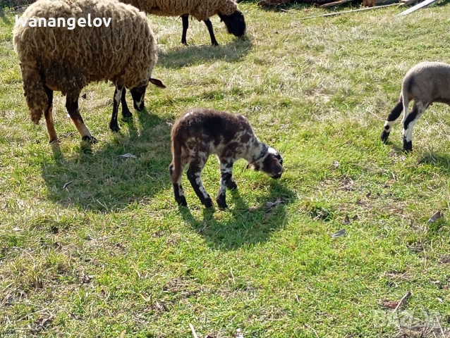 плевенски овце хубави 