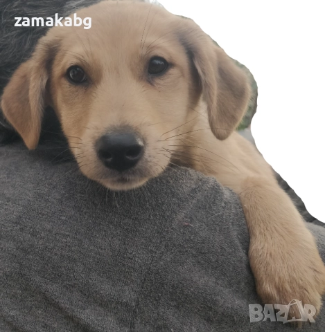 Подаряваме кученцe бездомниче пухено бобче мъжко, снимка 4 - Други - 52565899