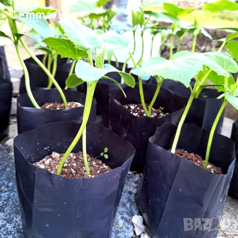 Пликове за разсад, рози, овошки, зеленчуци, снимка 9 - Саксии и кашпи - 53787218