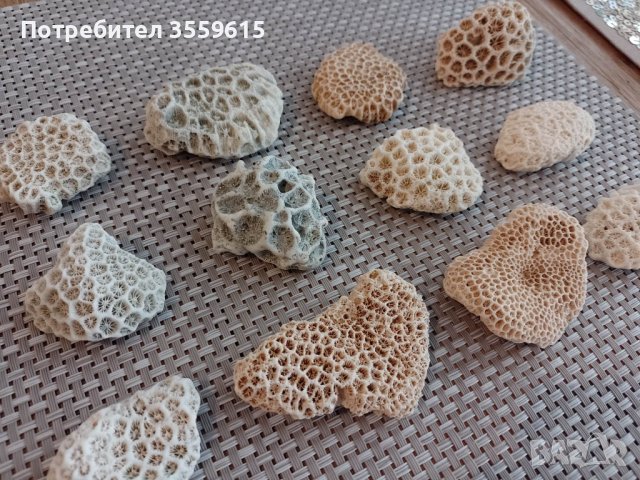 уникални корали от Индийския океан , снимка 3 - Оборудване за аквариуми - 39547934