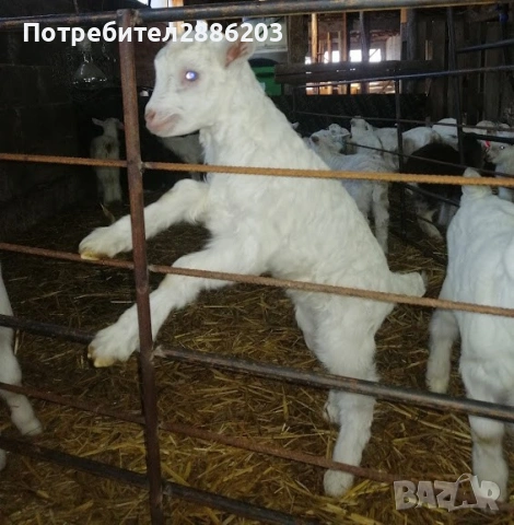 Ярета сукалчета - мъжки и женски