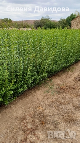 0.70лв. Лигуструм , снимка 12 - Други - 51886291