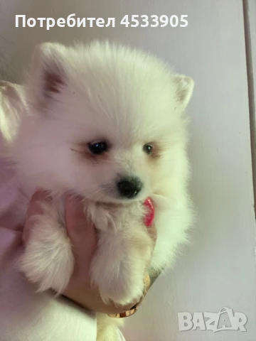 Померан момченце , снимка 1