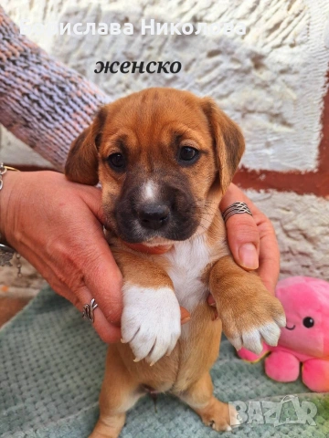 Малки кокерчета , снимка 3 - Други - 53781011