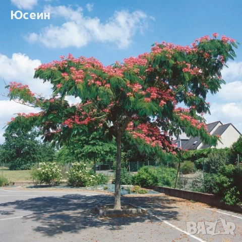 Албиция фиданки, снимка 3 - Градински цветя и растения - 51598316