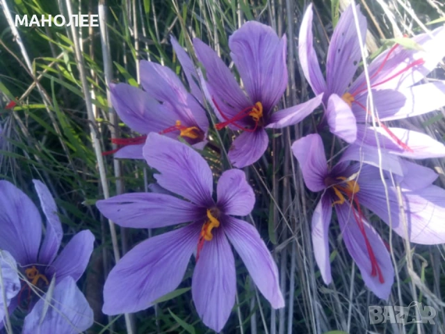 🪷🪷🪷Шафран🎁🌞👌, снимка 5 - Градински цветя и растения - 53496214