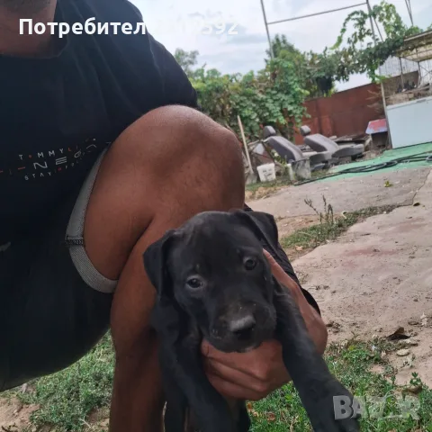 Продават се питбучета!, снимка 4 - Питбул - 56167868