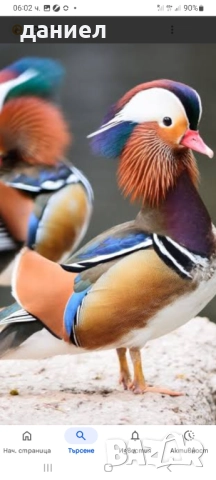 ДЕКОРАТИВНИ ПАТЕТА 