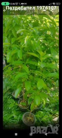 дръвчета фиданки маслини дафинов лист мушмула орех чендлар, снимка 3 - Градински цветя и растения - 49116560