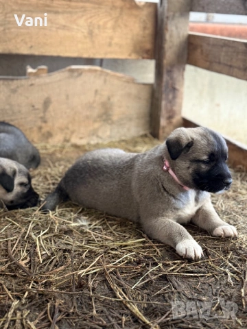 Кангал /Кангалчета, малки , снимка 7 - Кангал - 53493206