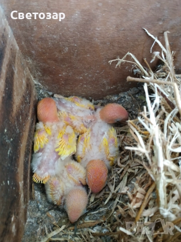 Маскови и фишерови неразделки, какарики, снимка 4 - Папагали - 51640667