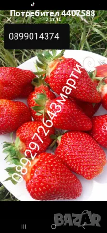 Разсад ягоди , снимка 13 - Разсади - 49471052