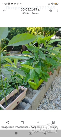 Смокини, авокадо фурми , снимка 2 - Разсади - 53478878