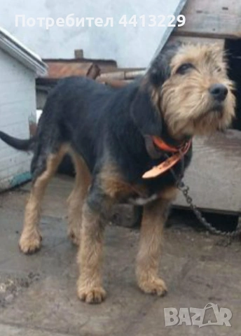 барак свинар ,дираджия