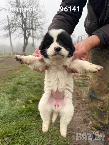 Каракачанки с.Агатово, снимка 4 - Каракачанска овчарка - 52885341