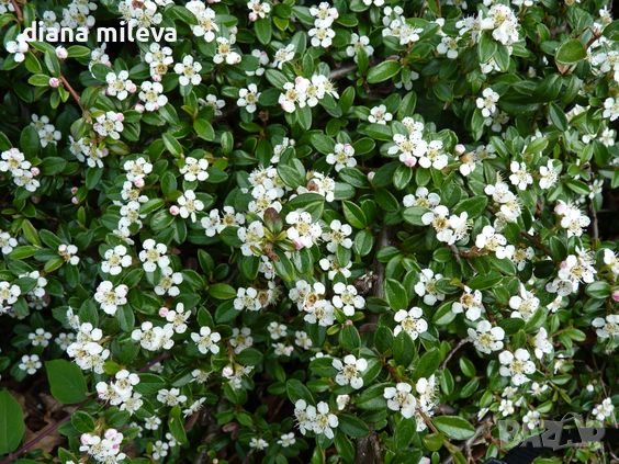 Котонеастър Мажор, Cotoneaster Dammeri Major, снимка 6 - Градински цветя и растения - 39310369