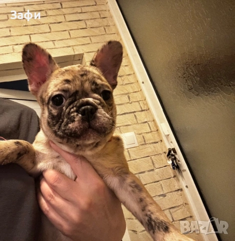 Френски булдог