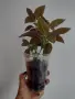 Руелия, ruellia Makoyana, снимка 4