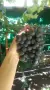 🍇 ПРОДАВАМЕ ГРОЗДЕ – ОТЕЛ, БОИЛИЯ, КАРДИНАЛ 🍇 гр. СОФИЯ, снимка 1