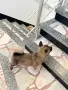 Америкаска акита мо, снимка 7