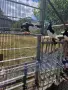 Продавам   акмани.черни донеци и червени донеци , снимка 1