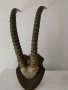 Уникален трофей  рога   антилопа Сейбъл. , снимка 11