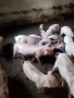 Малки прасета от 25до40кг., снимка 1