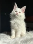 Мейн кун котенца / Мейн куун котенца / Maine coon kittens, снимка 1