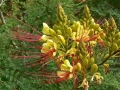 Цезалпиня - Caesalpinia Gilliesii , снимка 5